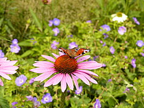 Ein Schmetterling, ein Tagpfauenauge, hat sich auf einer rosa Blume niedergelassen- ein leider immer seltener werdender Anblick. Aufgenommen im Juli 2017 auf dem Bio-Rosenhof einer Grünen Gründerin.