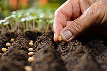 man sieht eine Hand, die einen Saamen hält und einen Acker voll fruchtbarer Erde bepflanzt. Im Hintergrund blühen zarte Sämlinge und Pflänzchen.