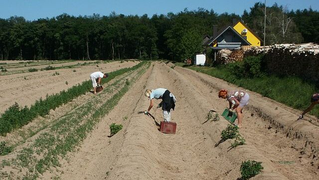 SPD-geführtes Agrarministerium will Tür für Lohndumping öffnen – Bündnisgrüne warnen vor Abkehr von sozialer Verantwortung